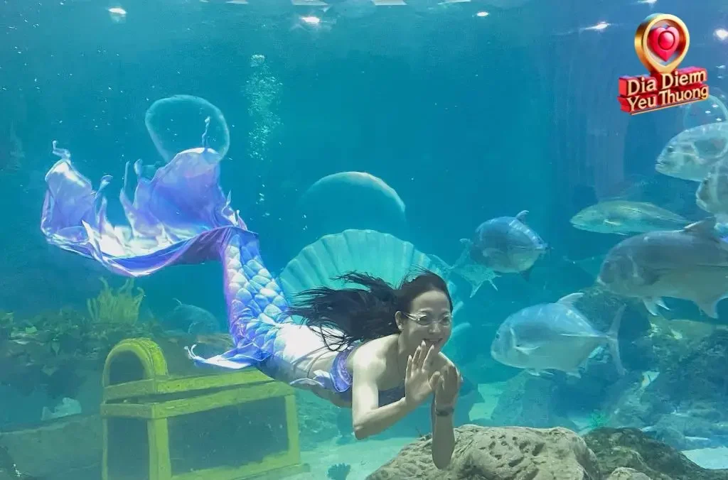 Mối Liên Hệ Giữa Vinke Aquarium và Thời Điểm Ra Mắt Times City