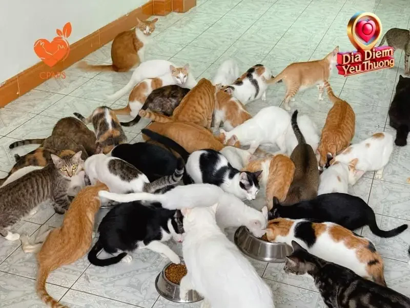 Các Hoạt Động Cứu Hộ và Chăm Sóc Động Vật của CPAPS